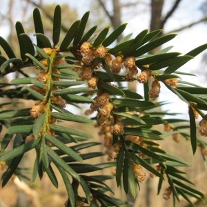 Photographie n°96874 du taxon Taxus baccata L. [1753]