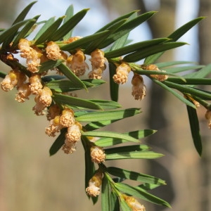 Photographie n°96876 du taxon Taxus baccata L. [1753]