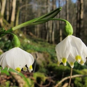 Photographie n°96882 du taxon Leucojum vernum L. [1753]