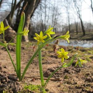 Photographie n°96889 du taxon Gagea lutea (L.) Ker Gawl. [1809]