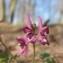  Hugues Tinguy - Corydalis solida (L.) Clairv. [1811]