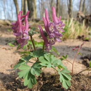 Photographie n°96892 du taxon Corydalis solida (L.) Clairv. [1811]