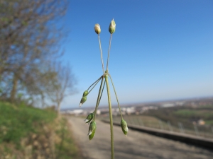 Hugues Tinguy, le 26 mars 2012 (Mutzig (Vignoble captage))