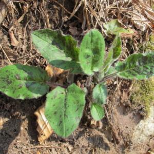 Photographie n°96897 du taxon Hieracium maculatum Schrank [1789]