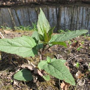 Photographie n°96908 du taxon Scrophularia nodosa L. [1753]