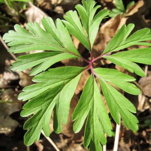 Photographie n°96910 du taxon Anemone ranunculoides L. [1753]