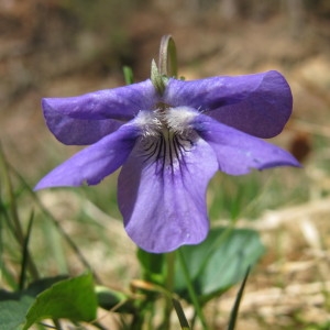 Photographie n°96927 du taxon Viola riviniana Rchb. [1823]