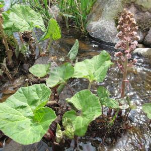 Photographie n°96933 du taxon Petasites hybridus (L.) G.Gaertn., B.Mey. & Scherb. [1801]