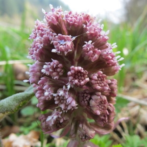 Photographie n°96934 du taxon Petasites hybridus (L.) G.Gaertn., B.Mey. & Scherb. [1801]