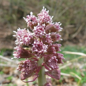 Photographie n°96935 du taxon Petasites hybridus (L.) G.Gaertn., B.Mey. & Scherb. [1801]