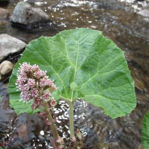 Photographie n°96936 du taxon Petasites hybridus (L.) G.Gaertn., B.Mey. & Scherb. [1801]