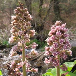 Photographie n°96938 du taxon Petasites hybridus (L.) G.Gaertn., B.Mey. & Scherb. [1801]