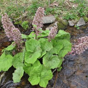 Photographie n°96939 du taxon Petasites hybridus (L.) G.Gaertn., B.Mey. & Scherb. [1801]