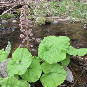 Photographie n°96941 du taxon Petasites hybridus (L.) G.Gaertn., B.Mey. & Scherb. [1801]