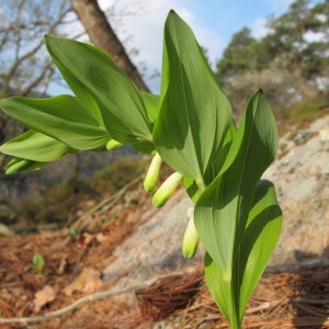 Photographie n°96958 du taxon Polygonatum odoratum (Mill.) Druce [1906]