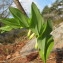  Hugues Tinguy - Polygonatum odoratum (Mill.) Druce [1906]