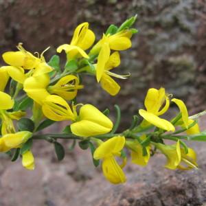 Photographie n°96973 du taxon Genista pilosa L. [1753]