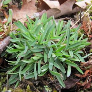 Photographie n°96976 du taxon Silene rupestris L. [1753]