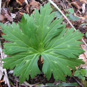 Photographie n°96980 du taxon Aconitum lycoctonum L. [1753]