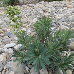 Photographie n°96983 du taxon Euphorbia characias L. [1753]