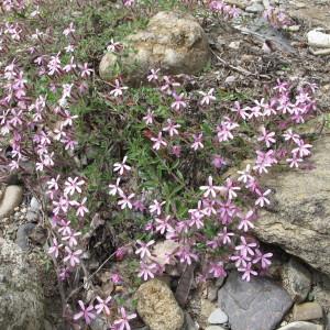 Photographie n°96985 du taxon Saponaria ocymoides L.