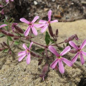 Photographie n°96989 du taxon Saponaria ocymoides L.