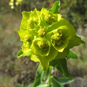 Photographie n°97015 du taxon Euphorbia serrata L. [1753]