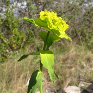 Photographie n°97017 du taxon Euphorbia serrata L. [1753]