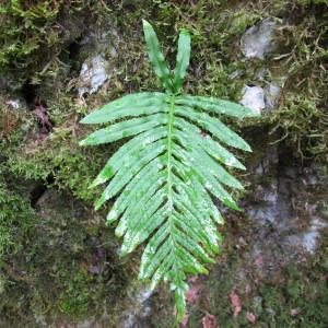 Photographie n°97023 du taxon Polypodium cambricum L. [1753]