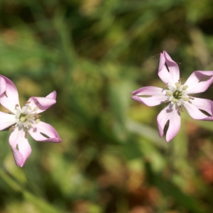 Photographie n°97024 du taxon Silene coelirosa (L.) Godr. [1847]