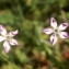  Liliane Roubaudi - Silene coelirosa (L.) Godr. [1847]