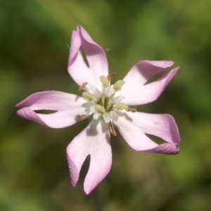 Eudianthe coelirosa (L.) Rchb. (Rose du ciel)