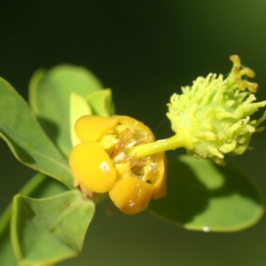 Photographie n°97029 du taxon Euphorbia spinosa L. [1753]