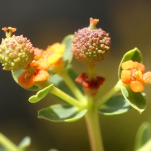 Photographie n°97033 du taxon Euphorbia spinosa L. [1753]