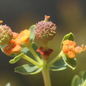 Photographie n°97034 du taxon Euphorbia spinosa L. [1753]