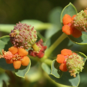 Photographie n°97035 du taxon Euphorbia spinosa L. [1753]