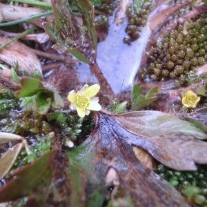 Photographie n°97054 du taxon Ranunculus L. [1753]