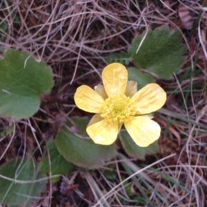 Photographie n°97062 du taxon Ranunculus L. [1753]