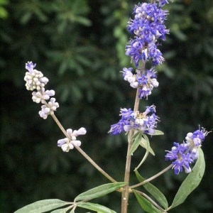 Photographie n°97070 du taxon Vitex agnus-castus L. [1753]