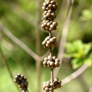 Photographie n°97082 du taxon Vitex agnus-castus L. [1753]
