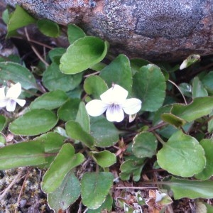 Photographie n°97109 du taxon Viola L. [1753]