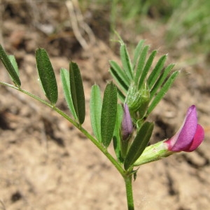 Photographie n°97122 du taxon Vicia sativa L. [1753]