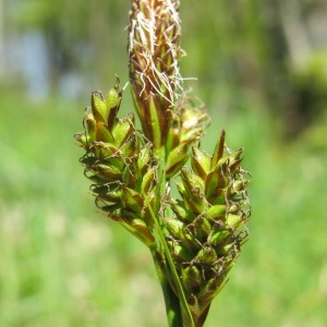Photographie n°97124 du taxon Carex caryophyllea Latourr. [1785]