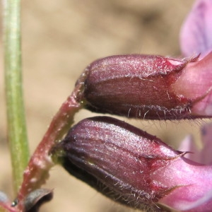 Vicia separia Dulac (Vesce des haies)