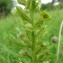  Hugues Tinguy - Dactylorhiza viridis (L.) R.M.Bateman, Pridgeon & M.W.Chase [1997]