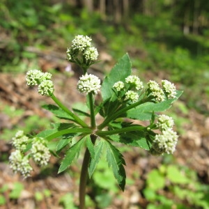 Sanicula europaea L. (Sanicle)