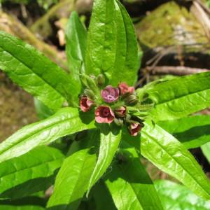 Photographie n°97155 du taxon Cynoglossum germanicum Jacq. [1767]