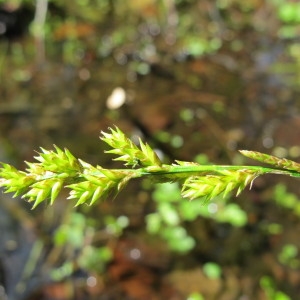 Photographie n°97171 du taxon Carex elongata L. [1753]