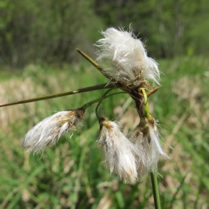 Photographie n°97175 du taxon Eriophorum angustifolium Honck. [1782]