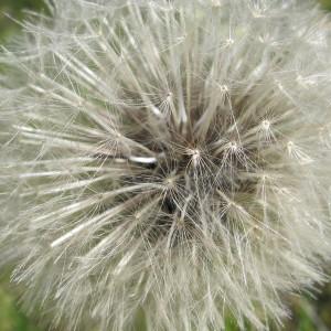 Photographie n°97176 du taxon Urospermum dalechampii (L.) Scop. ex F.W.Schmidt [1795]